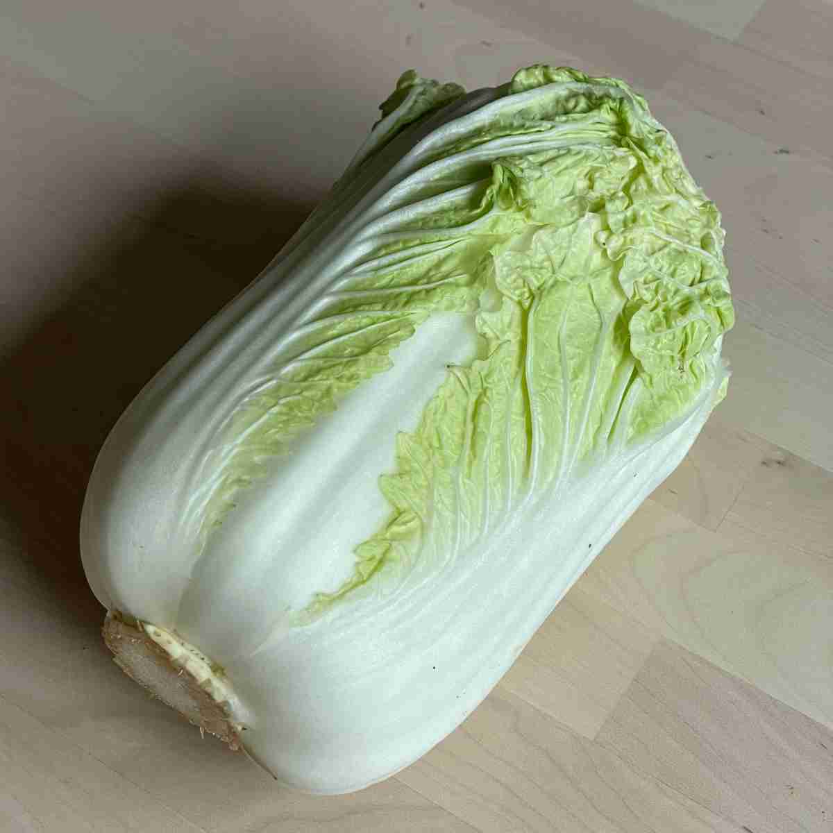 Napa cabbage chinese hakusai