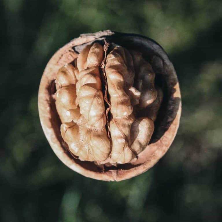 Brain Foods for Studying and Memory walnut