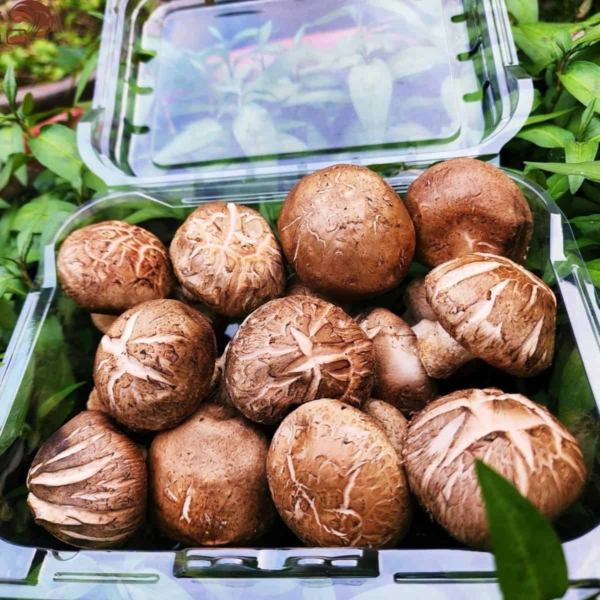 shiitake mushrooms