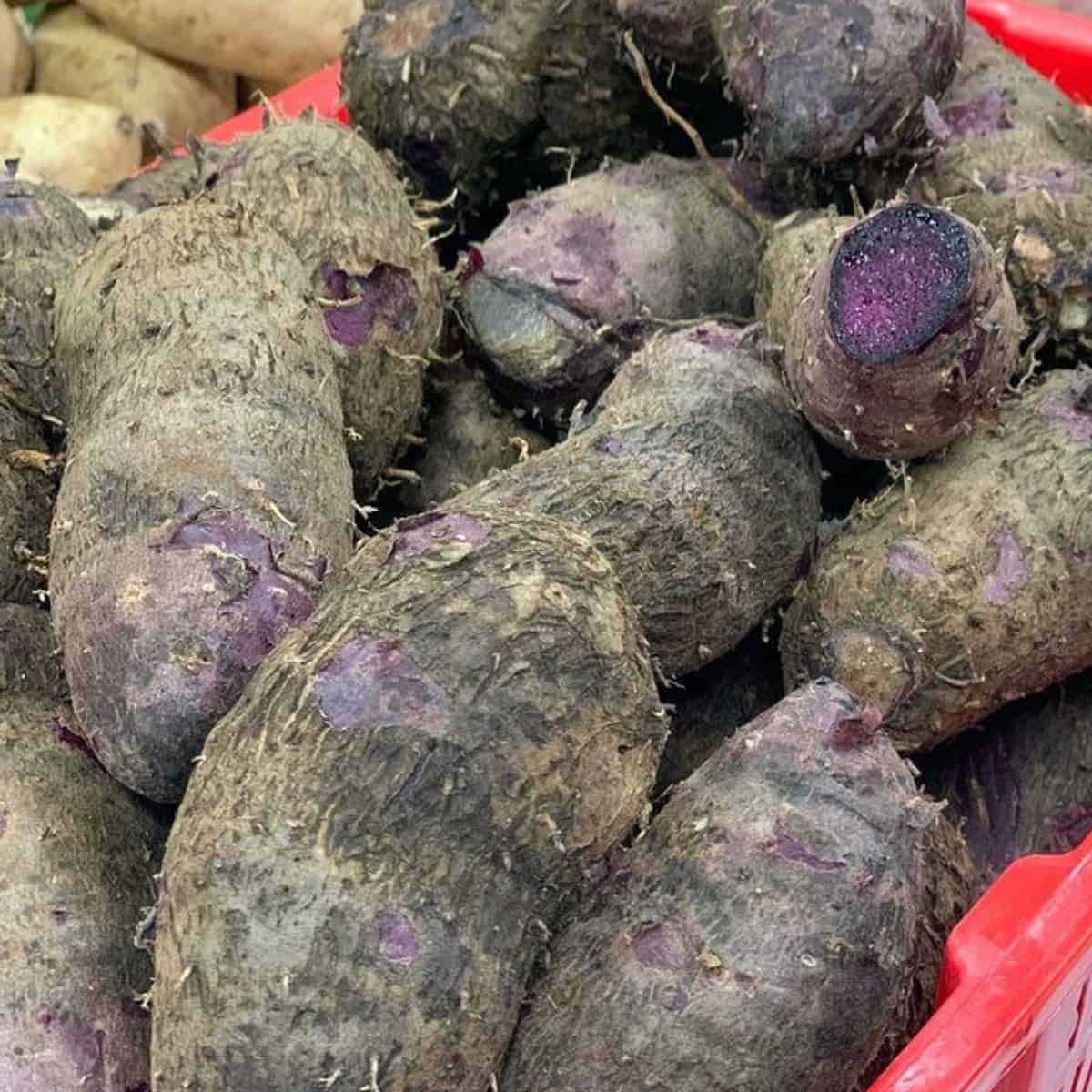 fresh purple roots