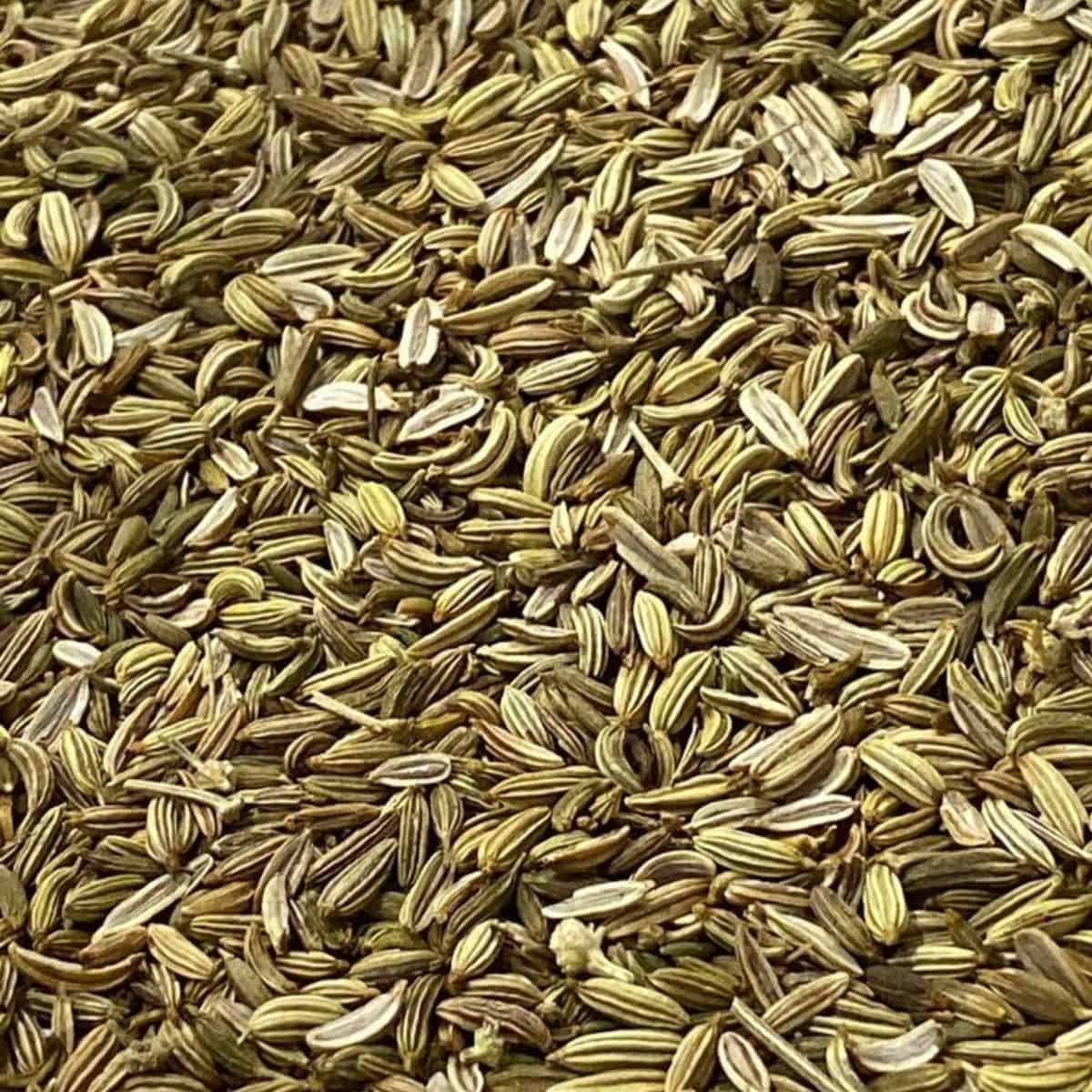 close up of freshly toasted fennel seeds south asian spices
