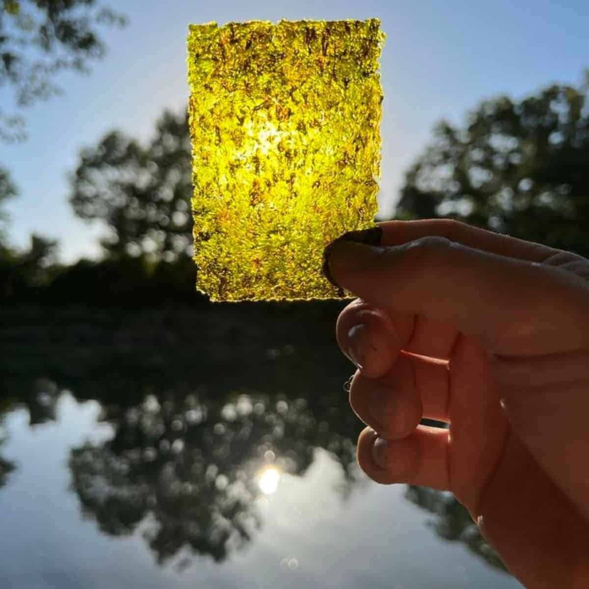 A stained glass like crispy dried seaweed in a beautiful scenery of nature