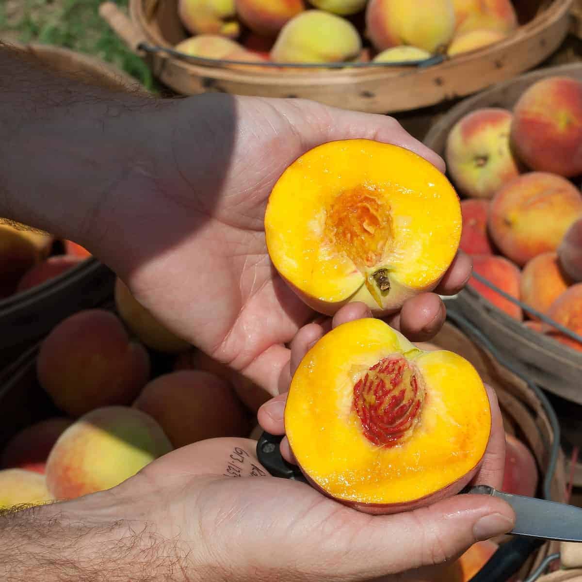 A hand holding slices of fresh peaches and baskets filled with freshly picked peach fruits