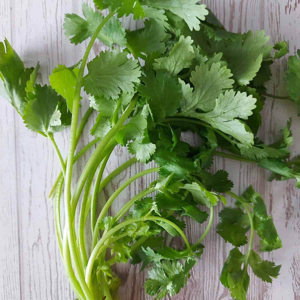 Freshly picked coriander on a woody table